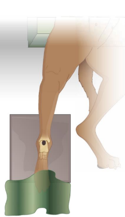 <p>Dorsal recumbency with affected limb extended caudally onto xray plate&nbsp;</p><p>Secure distal limb with rope tie or sandbag over phalanges&nbsp;</p><p>Remove overlying structures, ensure tail &amp; any positioning aids not in primary beam&nbsp;</p>