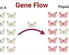 <p><span>the movement of genes in (immigration) or out (emigration) of a population. Can happen through movement of individuals or <u>gametes</u> that can bring new alleles into a population.&nbsp;</span></p>