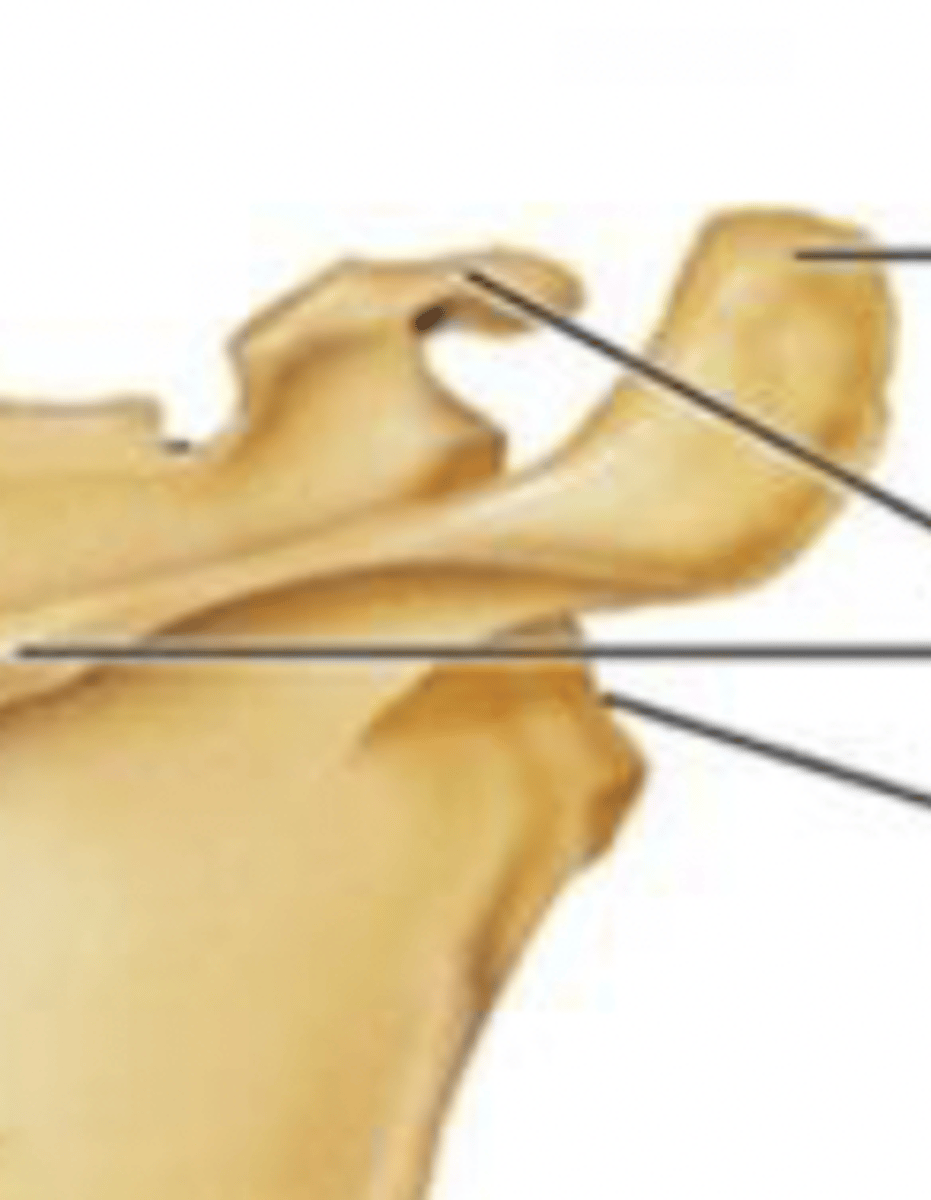<p>1. acromion process</p><p>2. coracoid process</p><p>3. spine</p><p>4. glenoid cavity</p>
