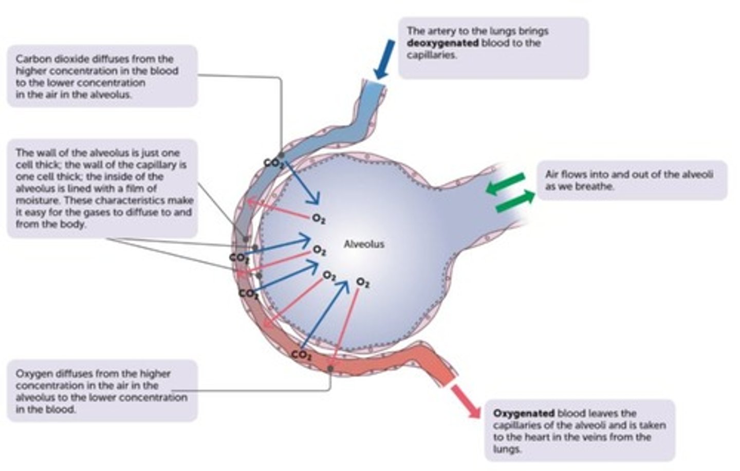 <p>Has a lower concentration of solutes compared to another solution it is being compared to.</p>