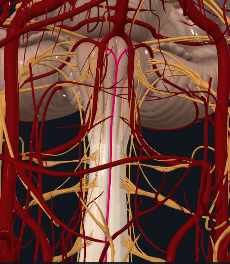 <p>What artery is highlighted</p>