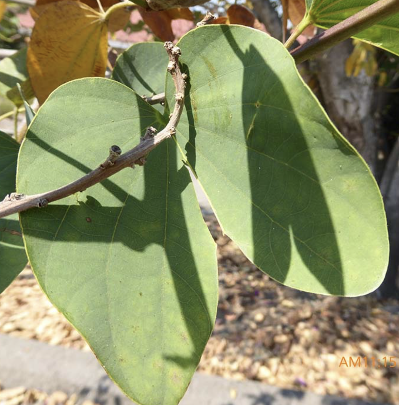 <p><span><em>Bauhinia</em> × <em>blakeana</em> </span></p><p></p>