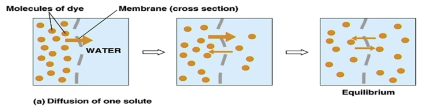 <ul><li><p>Movement of molecules due to the intrinsic kinetic energy of molecules</p></li><li><p>No metabolic energy (ATP) used - Passive</p></li><li><p>Movement from higher to lower concentration</p></li><li><p>At equilibrium, Net flux (Rate of diffusion) = 0</p></li></ul><p></p>