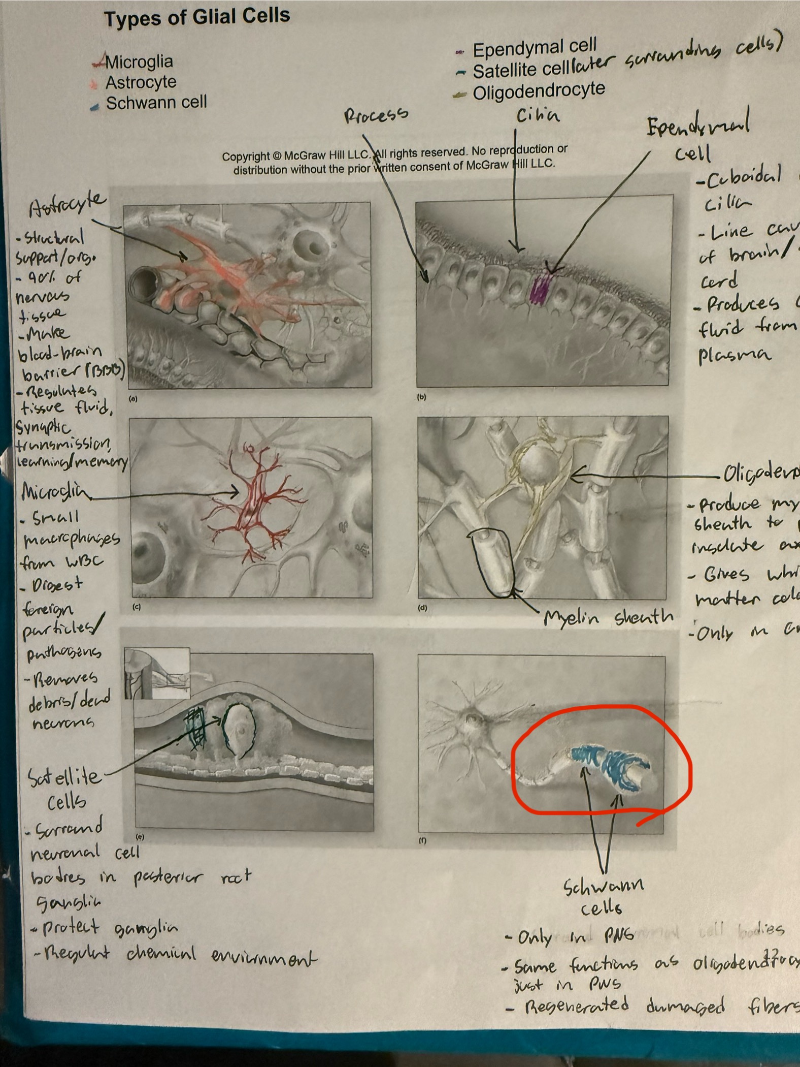 <ul><li><p>Glial cell</p></li><li><p>Makes myelin sheath in PNS</p></li><li><p>Can myeline one axons at a time, covered some axons in CNS</p></li><li><p>Speeds up electrical signaling&nbsp;by allowing saltatory conduction</p></li></ul><p></p>