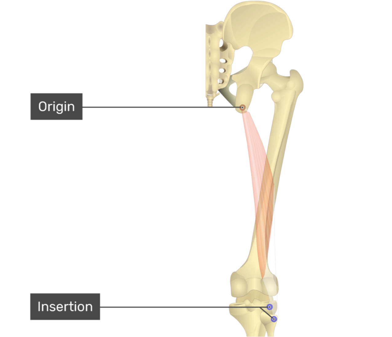 <p>biceps femoris, long head</p>