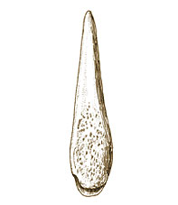  Used for launching at animals during hunting