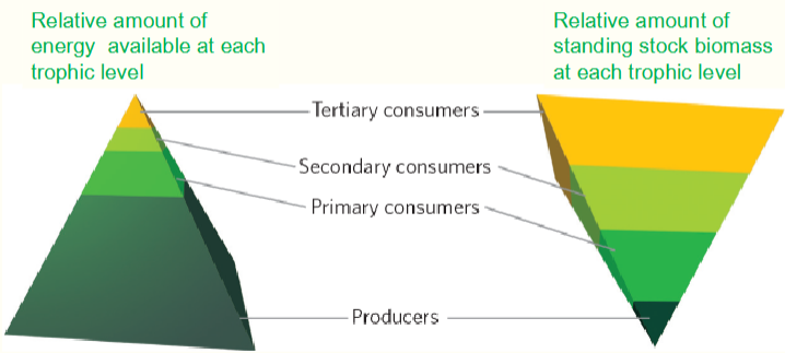 <ul><li><p>The relative amount of energy at each trophic level is inversely related to the amount of standing stock biomass.</p></li></ul><p></p>