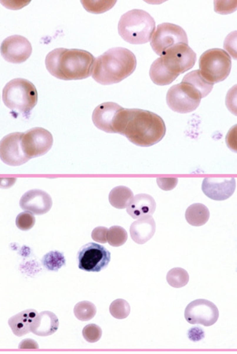 <p>What are these?</p>