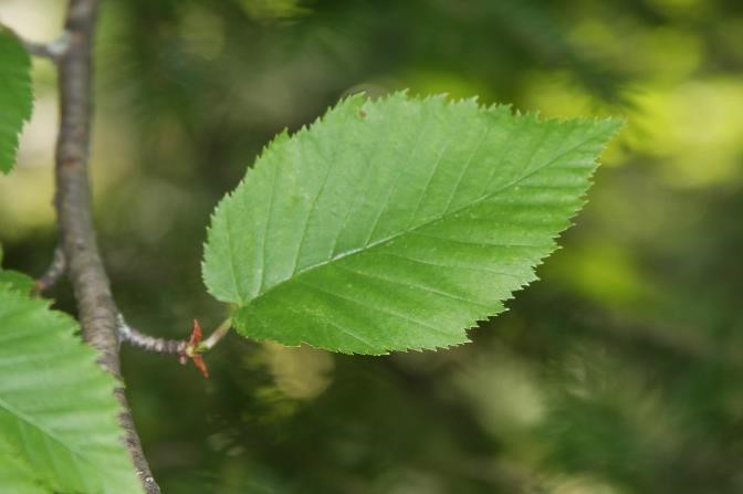 <p>Yellow birch</p>