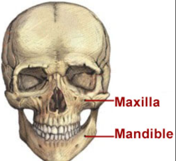 <p>Maxilla and Mandible</p>