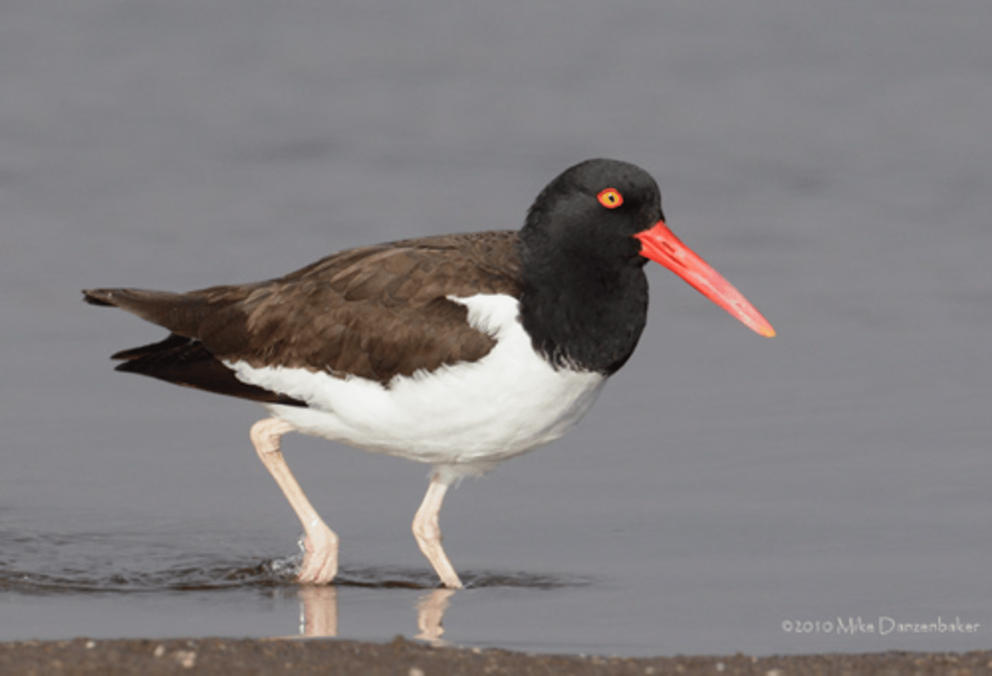 <p>American Oystercatcher </p>