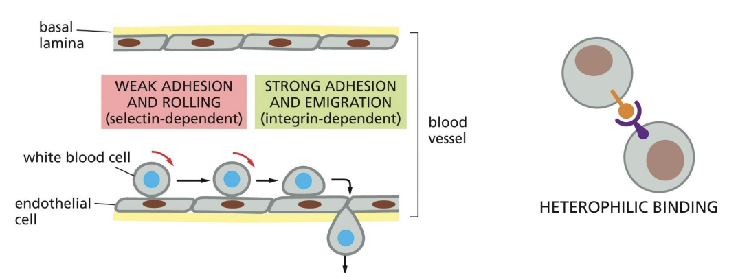 <p>Selectins and integrins interact (heterophilic interactions) leading to transient</p><p>adhesion of white blood cells to blood vessels.</p>