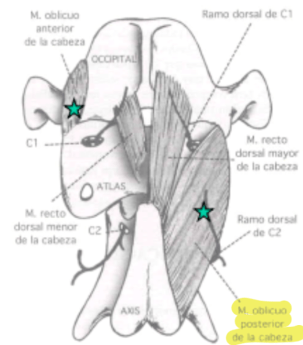 <p><span class="bgP">innervate :</span> 2sd pair of dorsal cervical spinal nerves</p><p><span class="bgP">function</span> : fixation of atlantoaxial joint, and lateral/extension mov of the head</p><p><span class="bgP">where</span> : from occipital bone to atlas</p>