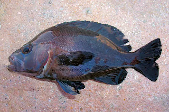 <p>overall brown-black or purple color</p><p>broad, rounded dorsal fin</p><p>no bars or blotches</p>
