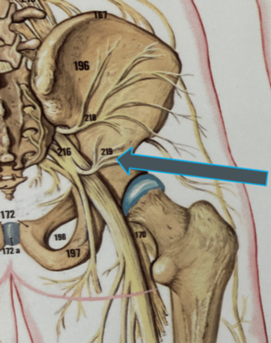 <p>innervates:<br>- gluteus maximus</p>