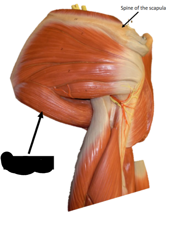 <p>Origin: lateral border of scapula</p><p>Insertion: medial lip of the intertubercular groove of humerus</p><p>Function:&nbsp;“swimming motion“</p>