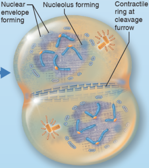 <p>What stage of mitosis is shown here?</p>