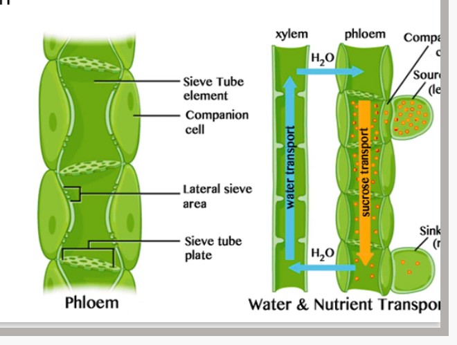 <p>Alveoli:Thin flat cells that line the area where diffusion takes place to make it efficient.</p><p>Ciliated Epithelium - line the ducts such as the trachea. The cilia move mucus the epithelial surface</p><p>It is made from a number of similar cell types. Used to transport water an mineral ions throughout the plant.</p>