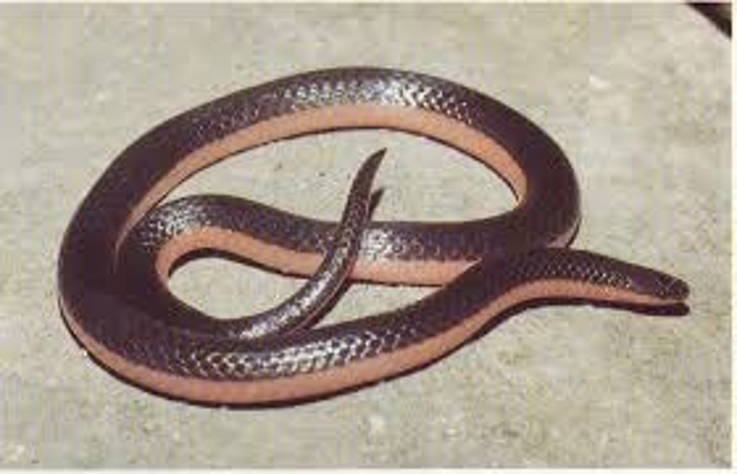 <p>- grey back, pink belly</p><p>- small</p><p>- sharp spur on tail tip</p><p>- semi-fossorial</p>