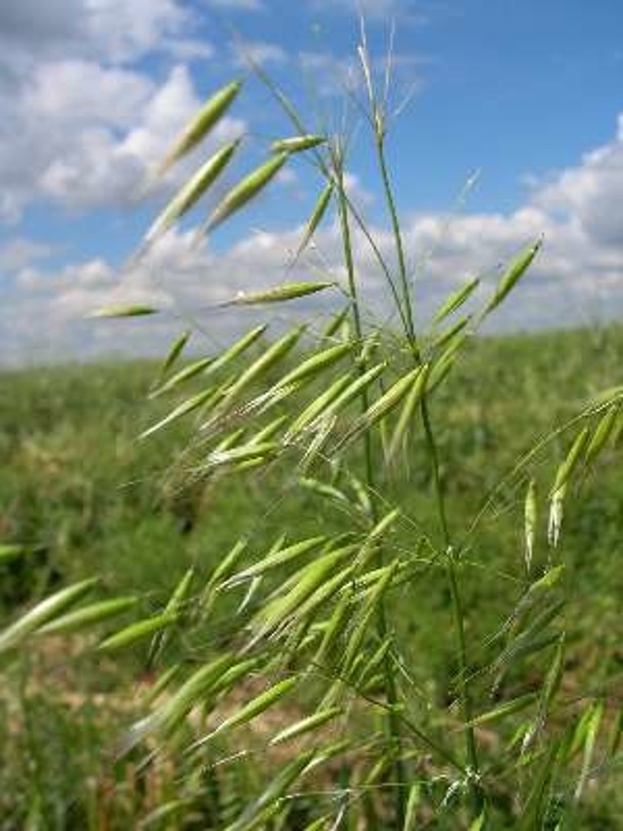 <p>Avena spp. (grassland, anthropogenic) [Non-native]</p><p>Leaves: Flat, grass-like blades.</p><p>Flowers: Spikelets with awns.</p>