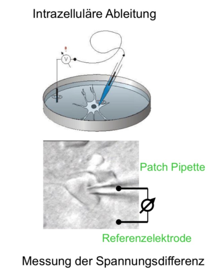 <p>Si usa una patch pipette per misurare la spannung dentro alla cellule e fuori si mette un referenzelektrode —&gt; la differenza di spannung tra i due rappresenta il Ruhemembranpotential. Nervenzellen= -50mV - -80mV </p>