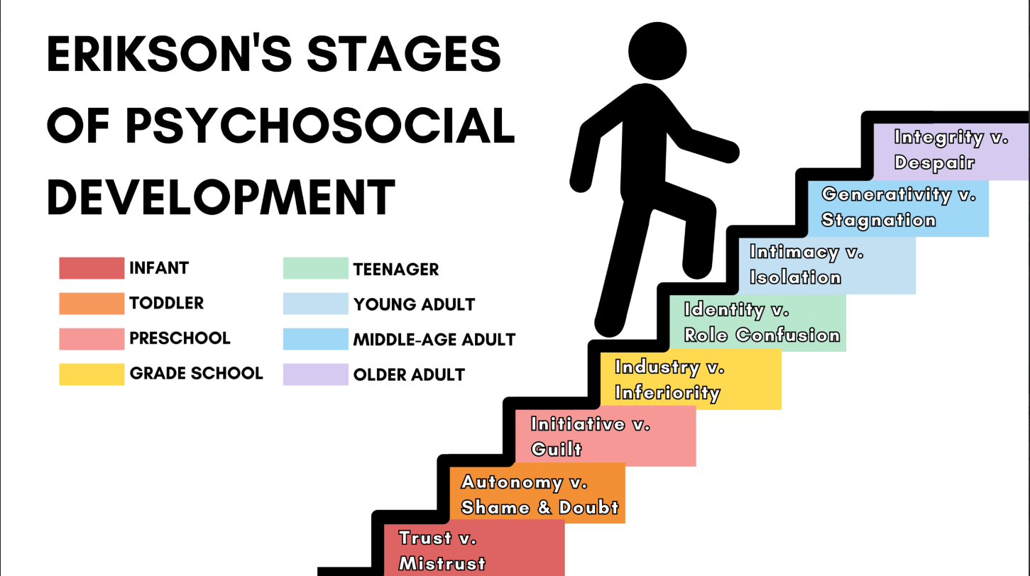 <p>erik erickson’s stages of psychosocial development</p>