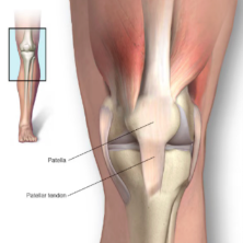 <p>L2- L4, function of leg extension.</p>