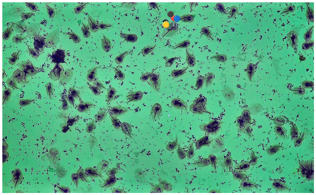 <p><strong><em>Giardia intestinalis</em></strong></p><p>(Trofozoit)</p><p></p><p></p><p><strong>Organelle:</strong></p><p></p><ul><li><p><span data-name="blue_circle" data-type="emoji">🔵</span><span data-name="black_circle" data-type="emoji">⚫</span><span>️</span> - jądro komórkowe z jąderkiem;</p></li></ul><p></p><ul><li><p><span data-name="red_circle" data-type="emoji">🔴</span> - ciałko pośrodkowe;</p></li></ul><p></p><ul><li><p><span data-name="yellow_circle" data-type="emoji">🟡</span> - aksonema.</p></li></ul><p></p><p><strong>Parazytoza:</strong> <em>Giardioza</em></p>