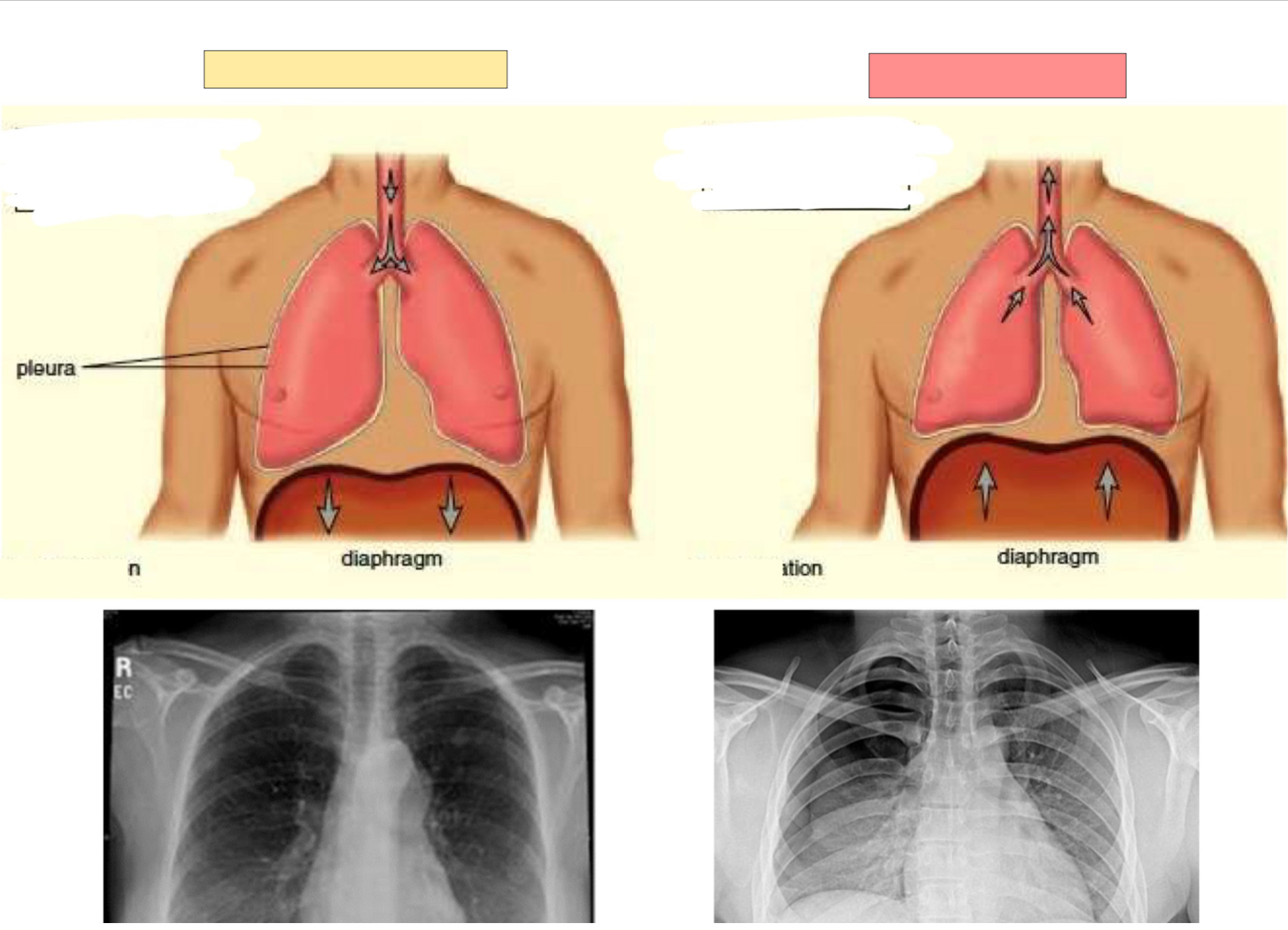 <p>What form of the breathing cycle is this?</p>