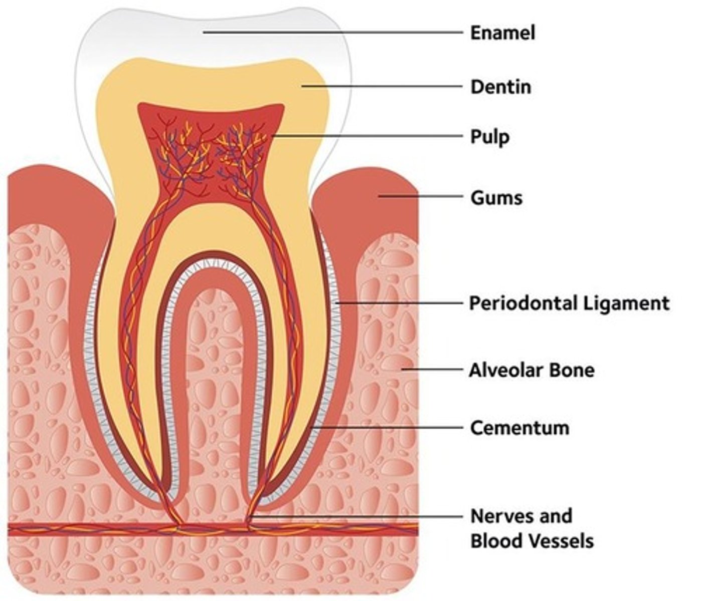 <p>They allow periodontal ligaments to disburse in more directions, increasing resistance to displacement.</p>