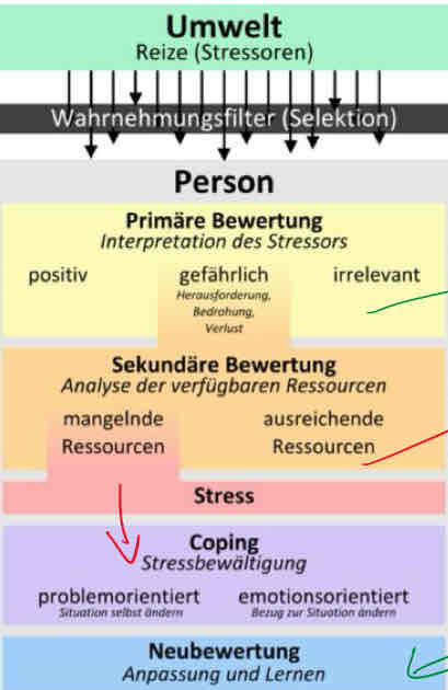 <p>in der umwelt gibt es viele Reize die Stress verursachen</p><ul><li><p>primärer Bewertung: erste eingehende Interpretation des Stressors, abhängig von der Wirkung die er auf das Moitv/Ziel hat; als positiv (führt zu positivem Stress), irrelevant (kein Stress) ODER GEFÄHRLICH</p></li><li><p>NUR WENN ALS GEFÄHRLICH EINGESTUFT kommt es zur sekundären Bewertung;</p><ul><li><p>diese betrifft die Einschätzung der eigenen Bewältigbarkeit des Stressors = Abschätzen, ob man ausreichende oder mangelnde ressourcen hat</p></li><li><p>falls mangelnd KOMMT ES ZUM NEGATIVEN STRESS</p></li></ul></li><li><p>3. Schritt: coping/Stressbewältigung</p></li><li><p>NACH DER BEWÄLTIGUNG kommt es zur Neubewertung des Stressors, sodass er nicht mehr so scary erscheint</p></li></ul>