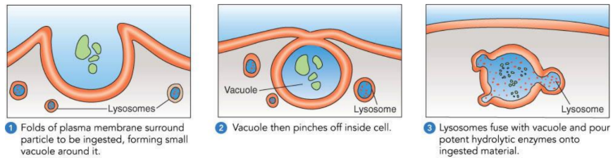 <p>Large particles (like bacteria…) enter cell.</p>