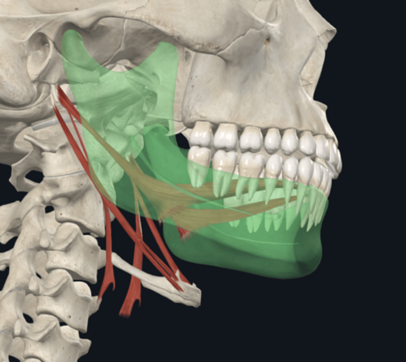 <p>What are the muscles of associated to the styloid process? (3)</p>