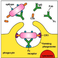 <p>“the coating of the surface of a pathogen by antibody and/or complement (soluble proteins) that makes it more easily ingested by phagocytes”</p>
