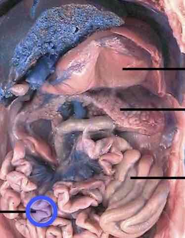 knowt flashcard image