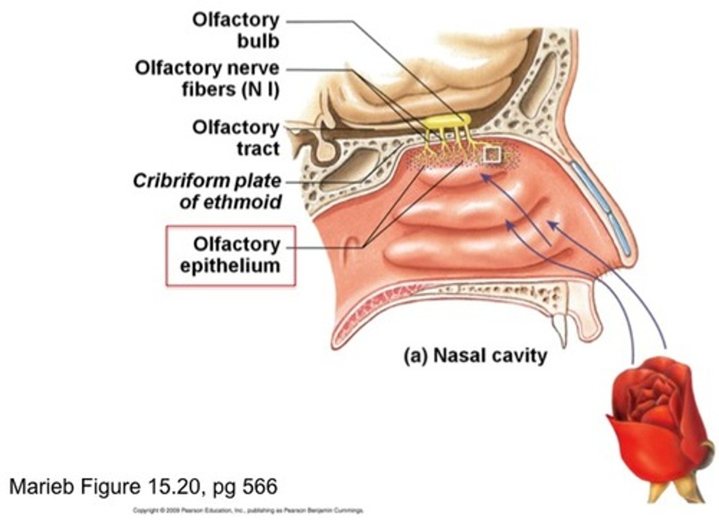 <p>sense of smell and is detected by olfactory neurons in the olfactory mucosa</p>