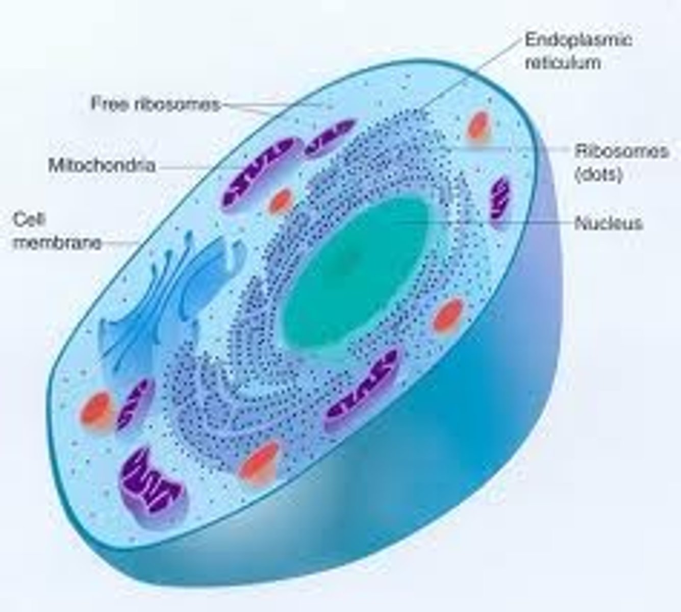 <p>basic unit of life that all organisms are made of</p>