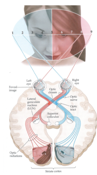 <p>Cortical magnification </p><p>Same distance between 5 and 4 and 2 and 1</p><ul><li><p><span>However much more space in the cortex dedicated to processing the part of the stimulus indexed by 5-4</span></p></li><li><p><span>Directly focusing on the centre of the stimulus (where '5' is)</span></p></li></ul>