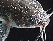 <p>Ichthyophthirius causes what disease</p>