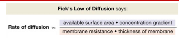 <p>Fick’s Law: rate of diffusion = (surface area * cxn gradient) / (MB resistance * MB thickness)</p>