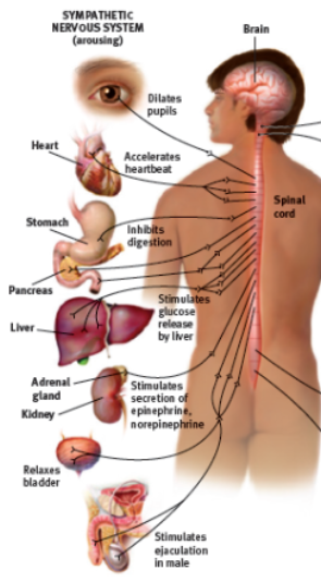 <p>arouses the body; mobilizing its energy</p><ul><li><p>flight, fright or freeze </p><ul><li><p>gas pedal of a car par</p></li></ul></li><li><p>Accelerates heartbeat, raises blood pressure, slows digestion, raises blood sugar and coools the body </p></li></ul>