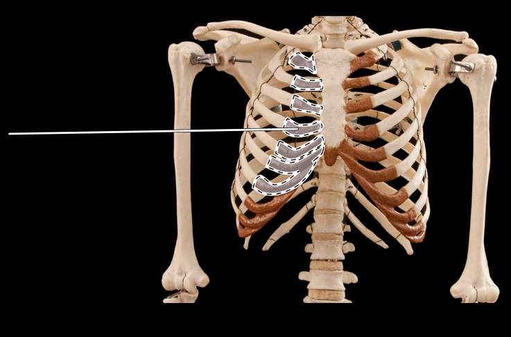 <p>What is the highlighted section called?</p><p>(Thoracic cage, anterior view).</p>