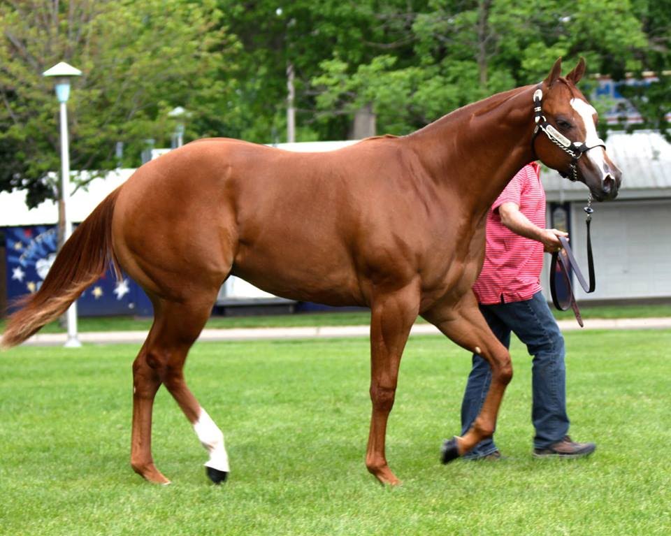 <p>American Quarter Horse</p>
