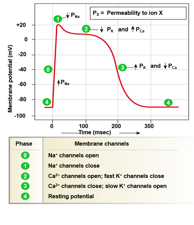 <p>longer than nerve action potential: 200-300 ms</p><ul><li><p>short depolarization, long repolarization</p></li><li><p>opening of Ca2+ channels (Ca2+ goes in) sustains depolarization</p></li><li><p>repolarization occurs when Ca2+ channels close and K+ channels open</p></li></ul>