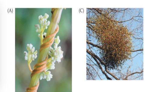 <p><span><span>e.g., dodder, mistletoe…</span></span></p>