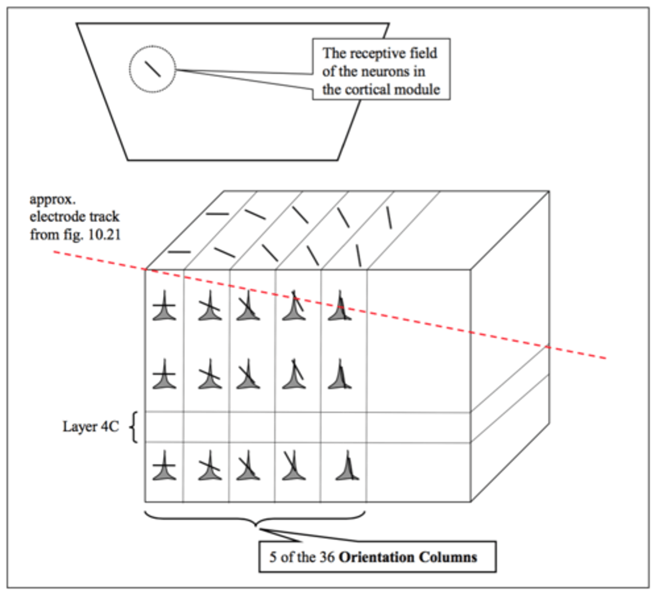 <p>Your perception on a visual stimulus is thought to depend upon which subsets of cells within the relevant cortical modules are active.</p>