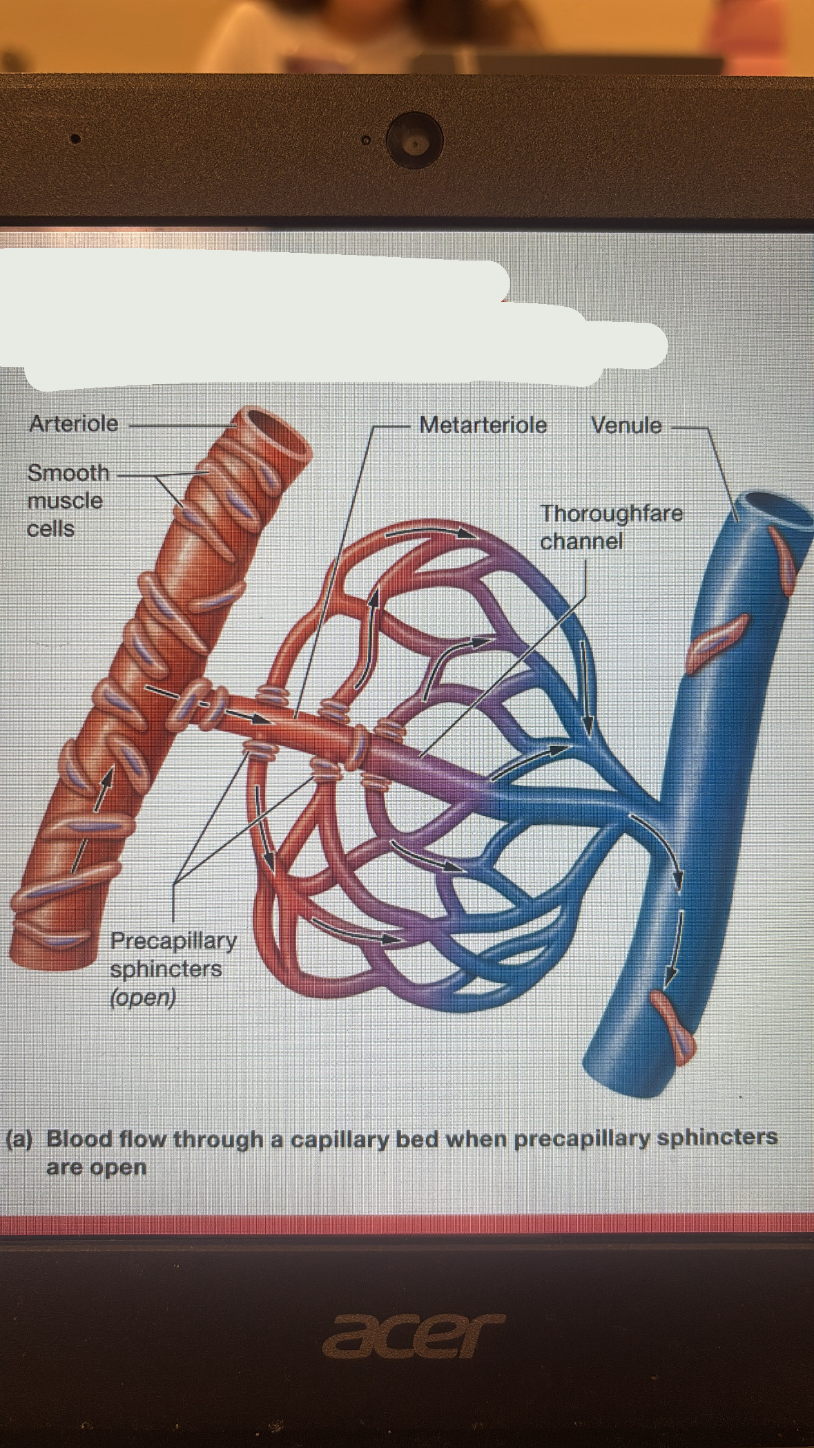 <p>blood flow to tissue thru capillary bed, its tightly controlled</p>