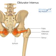 <p>Obturator externus nerve</p>