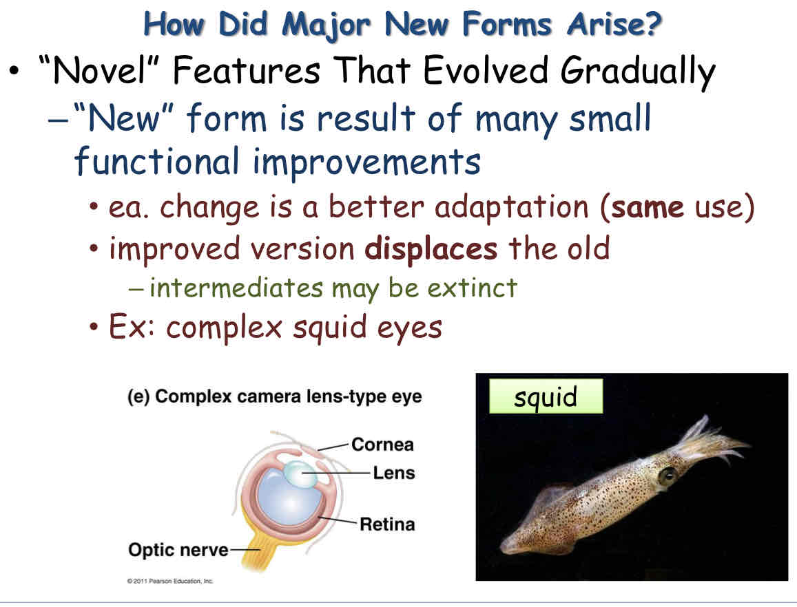 <p>Novel Features </p>