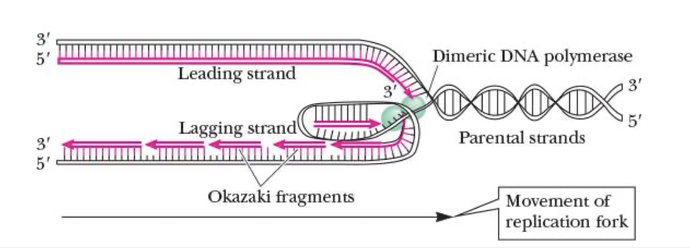 <ul><li><p>synthesized discontinuously in <span style="color: purple">Okazaki</span> fragments</p></li><li><p>fragments linked tgt by<strong> DNA ligase</strong></p></li><li><p>still needs to face same way as the leading strand so it loops a bit </p></li></ul><p></p>